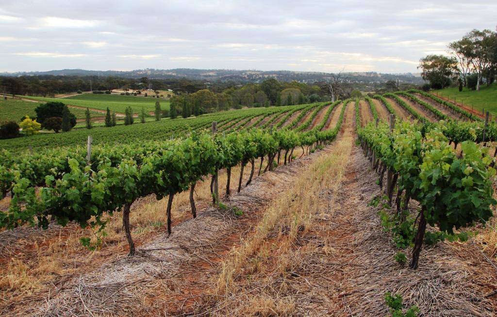 The top 10 wineries for sale in Australia right now